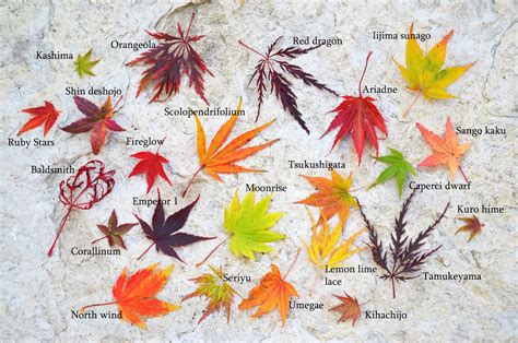 japanese maple varieties identifying